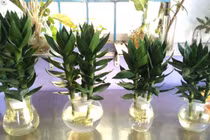 Người mệnh này nên trồng cây phát tài búp sen, "đỏ" tiền lẫn tình 