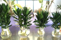 Người mệnh này nên trồng cây phát tài búp sen, "đỏ" tiền lẫn tình 