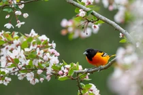 Sinh tháng Âm lịch này được Thần Tài điểm danh