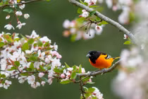 Sinh tháng Âm lịch này được Thần Tài điểm danh