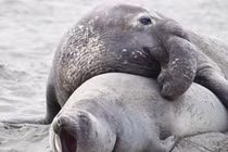 Loài động vật có thời gian giao phối ngắn nhất, chỉ 1 giây