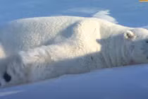 Video: Gấu Bắc Cực cứu chiếc camera giấu kín bị lật