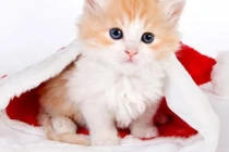 Ai đen mặc ai: 3 tuổi cuối 2022 phất lên, 2023 đếm tiền mỏi tay