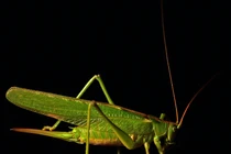 Đặc sản mỗi năm xuất hiện 2 lần ở đồng, bán 300.000 đồng/kg