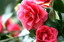 Người sinh vào 3 tháng Âm lịch này quyết đoán, tương lai phát tài