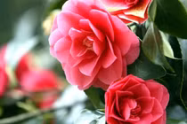 Người sinh vào 3 tháng Âm lịch này quyết đoán, tương lai phát tài