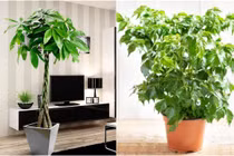Trồng 3 loại cây này cạnh tivi sẽ mang lại may mắn