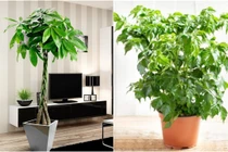 Trồng 3 loại cây này cạnh tivi sẽ mang lại may mắn