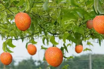 8 công dụng tuyệt vời của quả gấc