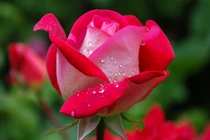 Tuần mới từ 28/11, 3 con giáp phúc lộc song toàn, đón vận may 