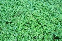 Cây dại thành đặc sản, dân trồng 2 tháng bán 120.000 đồng/kg