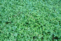 Cây dại thành đặc sản, dân trồng 2 tháng bán 120.000 đồng/kg