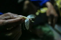 Thứ đặc sản ở sông Hồng có tên cực dị, giá hơn nửa triệu đồng/kg