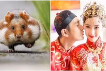 3 con giáp nổi tiếng yêu vợ thương con