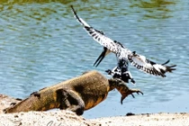 Chim bói cá “dội bom” tấn công khiến kỳ đà xây xẩm mặt mày