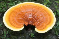 Nấm linh chi đại bổ cũng có thể hóa ‘chất độc chết người’ 