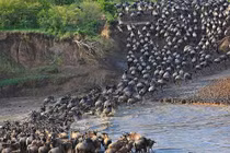 Cận cảnh cuộc vượt sông “sinh tử” của bầy linh dương