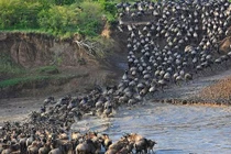 Cận cảnh cuộc vượt sông “sinh tử” của bầy linh dương