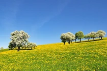 Tháng 3 Âm lịch, 3 con giáp may mắn tăng vọt, phúc lộc dồn dập