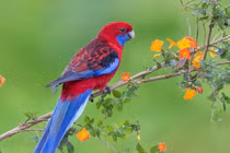 Sinh tháng Âm lịch này thông minh tiềm ẩn, tầm nhìn sáng suốt