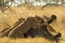 Video: Sư tử thể hiện sức mạnh, hạ sát voi rừng trong chớp mắt 