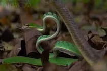 Video: Rắn roi xanh cực độc đại chiến rắn ráo, cái kết bất ngờ 