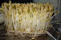 Mẹo phát hiện giá đỗ phun hóa chất, đọc ngay để tránh