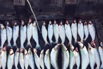 Loài cá có mùi lạ giá 700.000 đồng/kg, không có hàng để bán