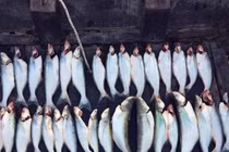 Loài cá có mùi lạ giá 700.000 đồng/kg, không có hàng để bán