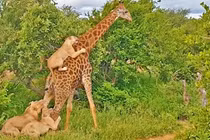 Video: Hươu cao cổ một mình quất năm con sư tử hung hãn