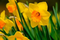 3 con giáp đón vận hội mới, duyên lành gõ cửa