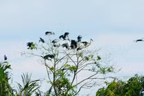 Đàn chim Vạc hàng ngàn con đến vườn nhà một lão nông