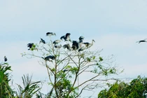 Đàn chim Vạc hàng ngàn con đến vườn nhà một lão nông