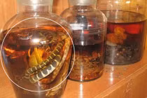 Vì sao rắn ngâm rượu "lâu ngày không chết"? Sốc khi biết sự thật!