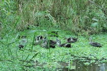 Vẻ đẹp U Minh Thượng - vườn di sản rừng trên đất than bùn