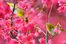 Từ giữa tháng 2, 3 con giáp phát huy tiềm năng, thu nhập dồi dào