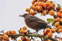 Thông minh, đáng tin cậy, 3 con giáp tạo dựng tương lai tốt đẹp