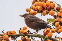 Thông minh, đáng tin cậy, 3 con giáp tạo dựng tương lai tốt đẹp
