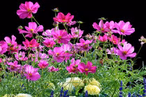 Ai sinh tháng Âm lịch này tính cách nhu mì, về già an nhàn