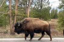 Bị bò rừng húc thủng bụng khi đi dạo trong vườn quốc gia