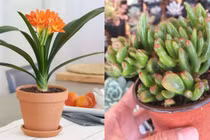 5 loại cây cảnh mang may mắn khi trang trí trong nhà