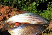 Loài cá được ví như "lộc trời ban", là đặc sản được săn lùng