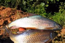 Loài cá được ví như "lộc trời ban", là đặc sản được săn lùng