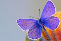 Ai sinh ngày Âm lịch này, cả đời không lo thiếu tiền