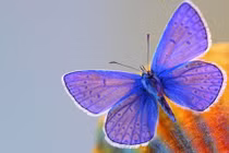 Ai sinh ngày Âm lịch này, cả đời không lo thiếu tiền