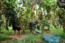 Dâu tằm chín trĩu cành, nông dân hối hả thu hoạch 