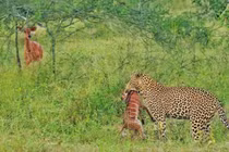 Video: Chiến thuật giải cứu con của linh dương mẹ trước báo hoa mai