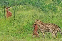 Video: Chiến thuật giải cứu con của linh dương mẹ trước báo hoa mai