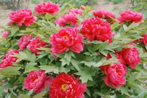 Loại cây cảnh thu hút tài lộc, cải thiện vận may cho gia đình