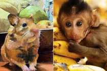 4 tuổi xấu nhất 2023: 2 tuổi vừa phạm Tam Tai vừa xung Thái Tuế